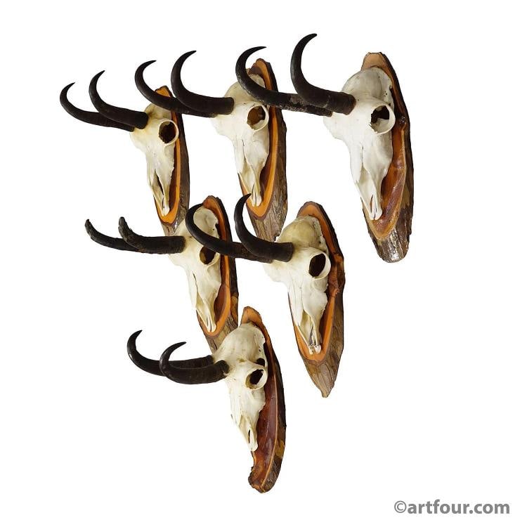 Vintage Set of Six Chamois Trophies on Wooden Plaques, Germany ca. 1970s: Condition: Used,Animal Type: Large Animal,Type: Horns & Antlers,Animal Species: Deer,Country of Origin: Germany A set of six vintage chamois (Rupicapra rupicapra) trophies mounted on wooden plaques. T