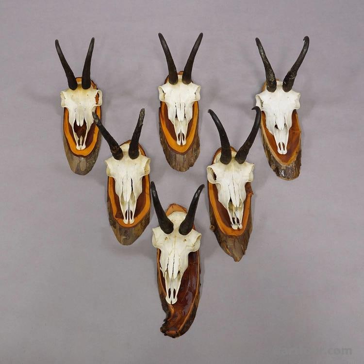 Vintage Set of Six Chamois Trophies on Wooden Plaques, Germany ca. 1970s - 2