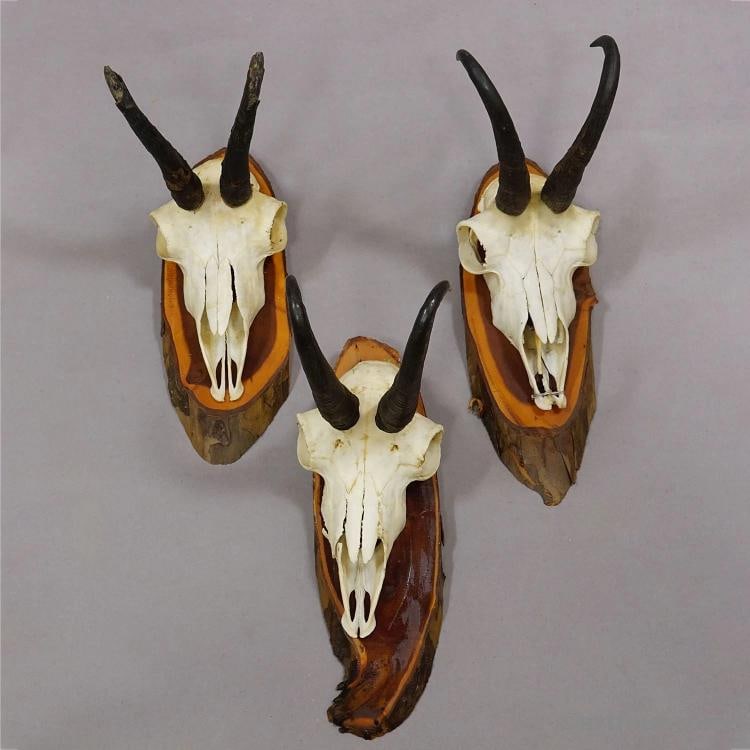 Vintage Set of Six Chamois Trophies on Wooden Plaques, Germany ca. 1970s - 3