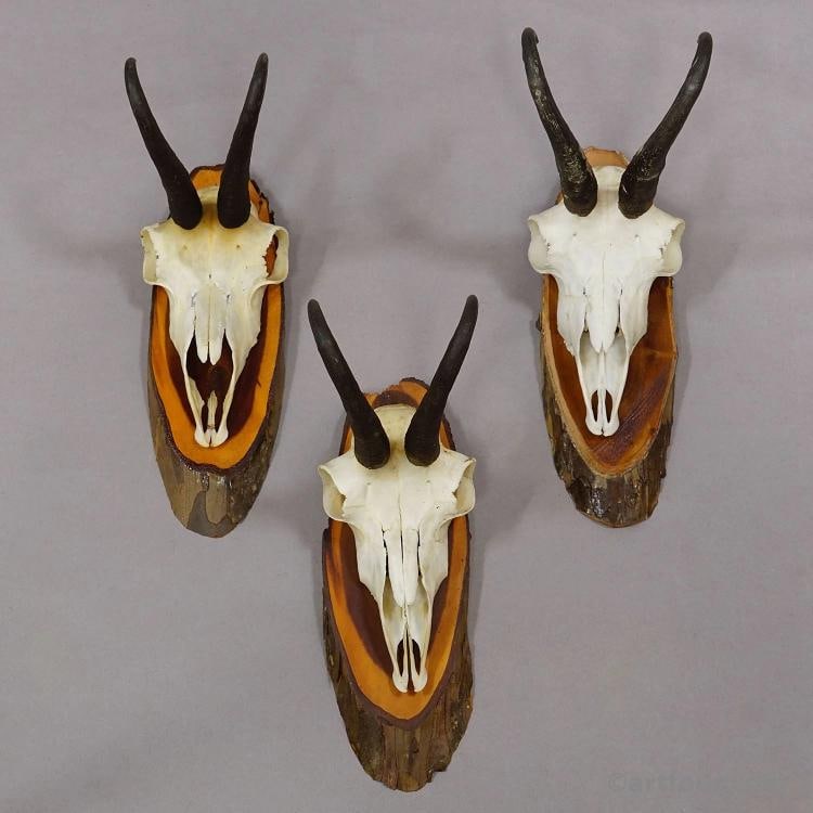 Vintage Set of Six Chamois Trophies on Wooden Plaques, Germany ca. 1970s - 4