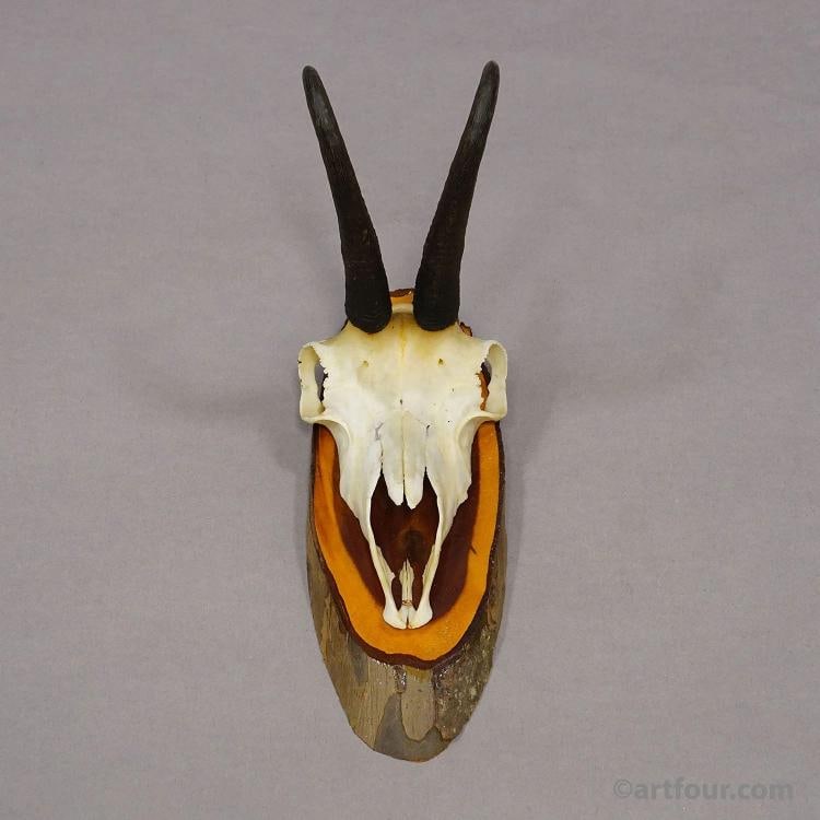 Vintage Set of Six Chamois Trophies on Wooden Plaques, Germany ca. 1970s - 5