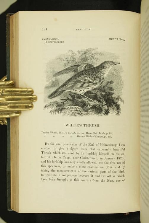William Yarrell / A History of British Birds 1st Edition 1843 - 13