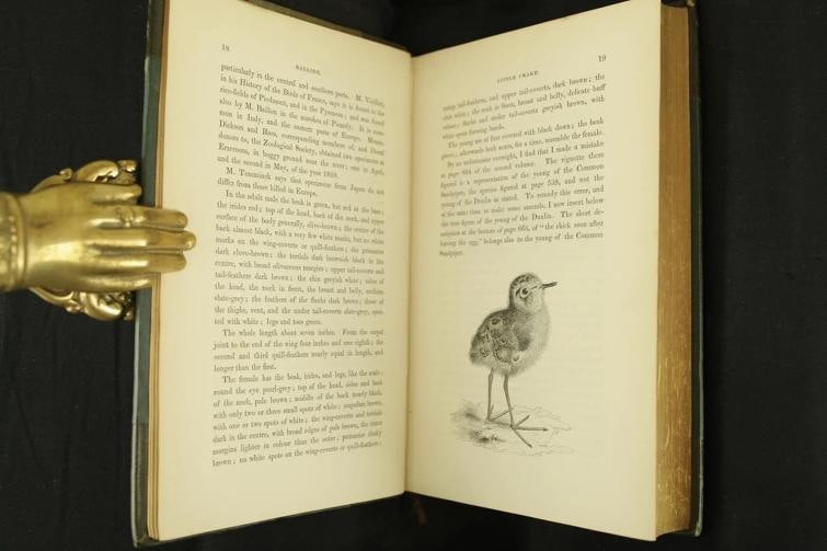 William Yarrell / A History of British Birds 1st Edition 1843 - 15