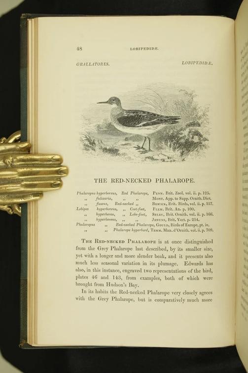 William Yarrell / A History of British Birds 1st Edition 1843 - 16