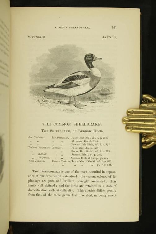 William Yarrell / A History of British Birds 1st Edition 1843 - 18
