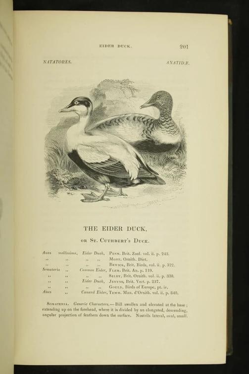 William Yarrell / A History of British Birds 1st Edition 1843 - 19