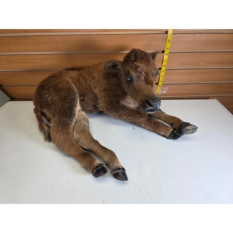 Baby Bison / Buffalo Calf Taxidermy Ã¢â‚¬â€œ Lifelike Disp: Baby Bison / Buffalo Calf Taxidermy Ã¢â‚¬â€œ Lifelike Display