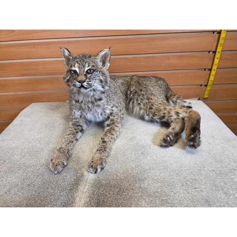 Bobcat Ã¢â‚¬â€œ Full-body Taxidermy Mount (1 of 5)
