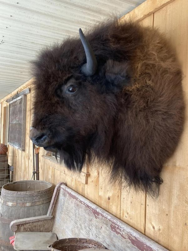 Real North American Buffalo / Bison Shoulder Taxidermy Mount New (1 of 5)