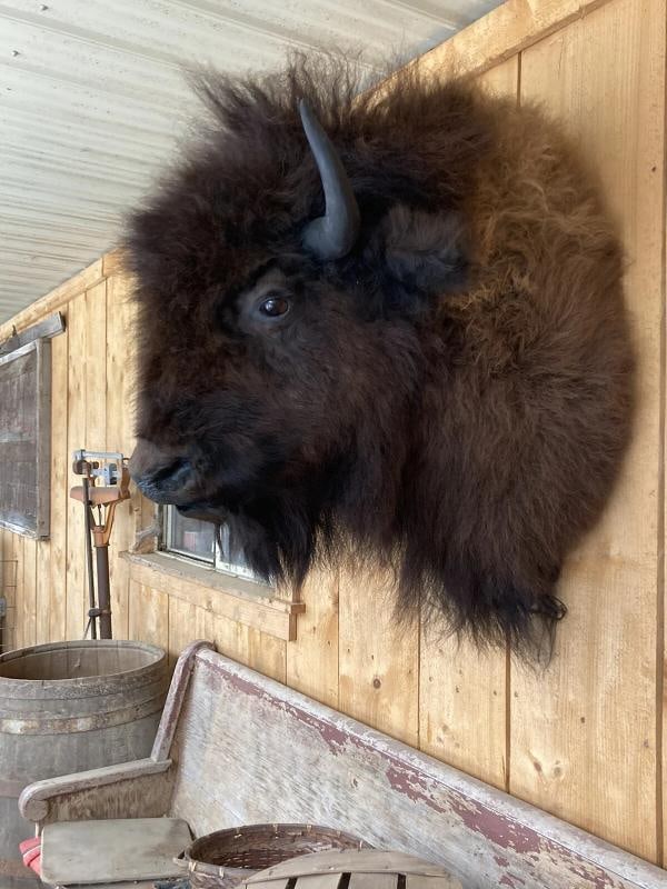 Real North American Buffalo / Bison Shoulder Taxidermy Mount New - 2