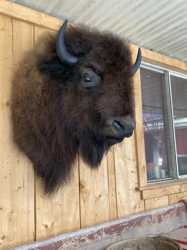 Real North American Buffalo / Bison Shoulder Taxidermy Mount New - 3