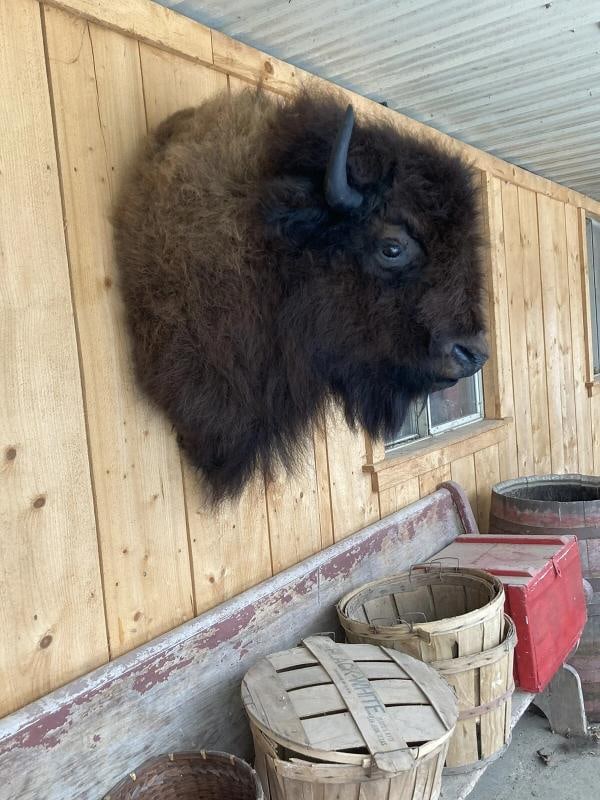 Real North American Buffalo / Bison Shoulder Taxidermy Mount New - 4