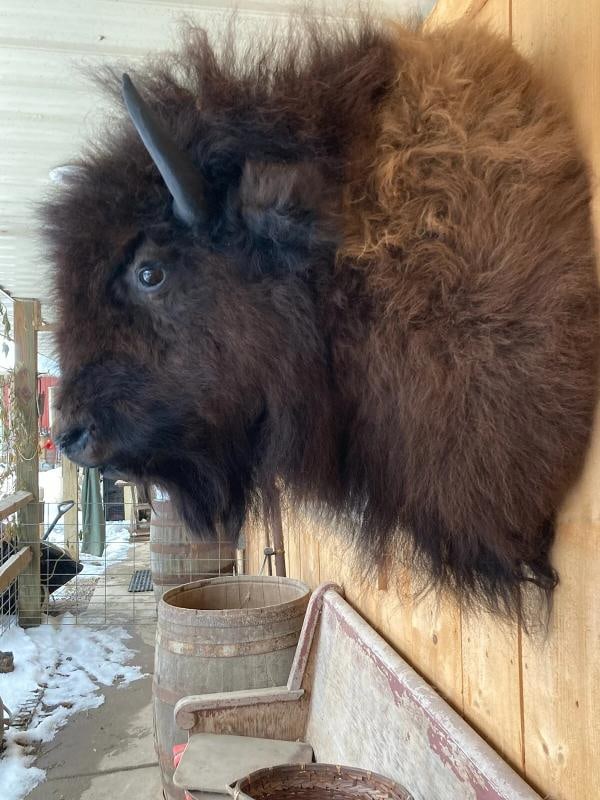 Real North American Buffalo / Bison Shoulder Taxidermy Mount New - 5