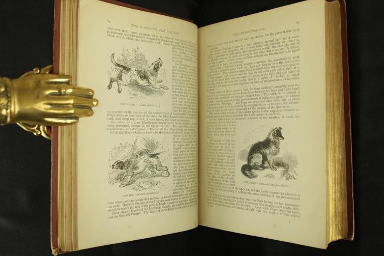 Rev J G Wood / The Popular Natural History 1894 - 10