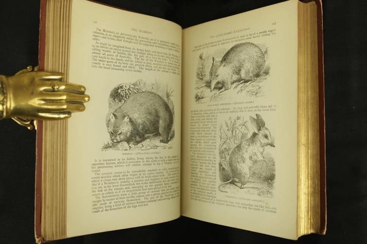 Rev J G Wood / The Popular Natural History 1894 - 11