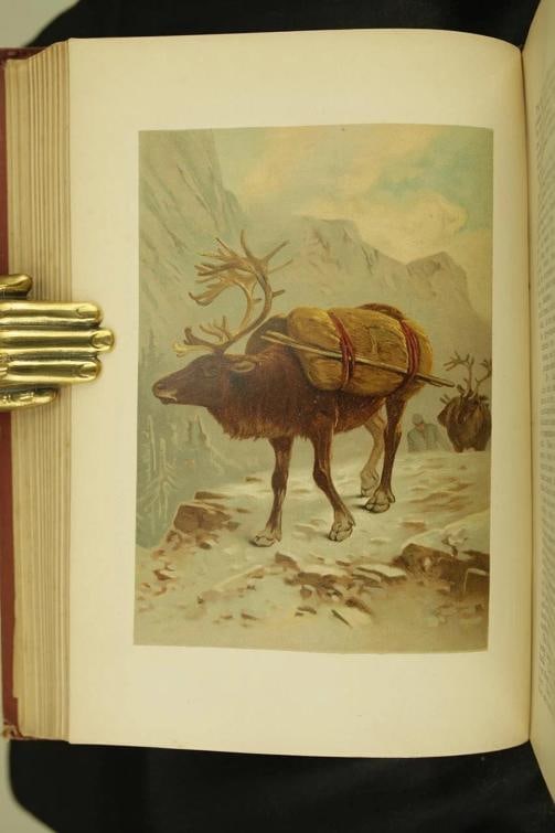 Rev J G Wood / The Popular Natural History 1894 - 12