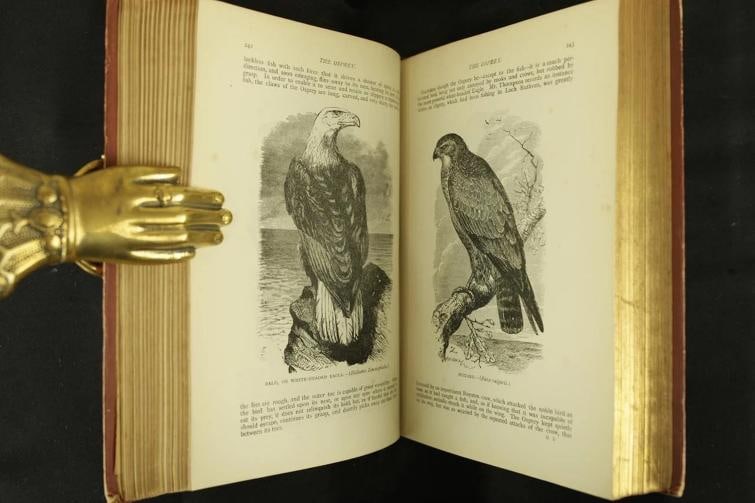 Rev J G Wood / The Popular Natural History 1894 - 13