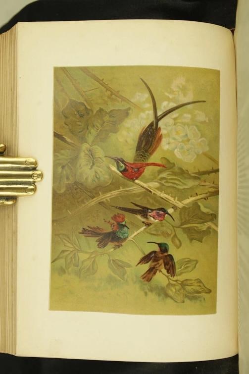 Rev J G Wood / The Popular Natural History 1894 - 14