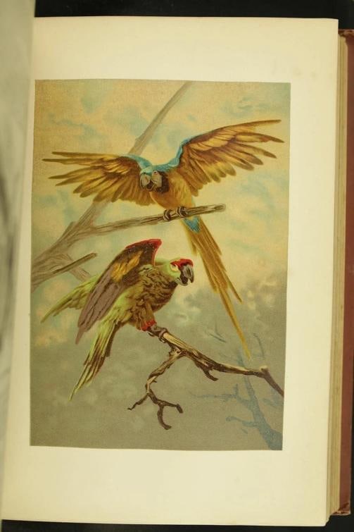Rev J G Wood / The Popular Natural History 1894 - 15