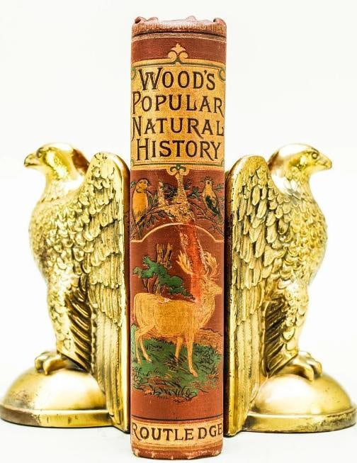 Rev J G Wood / The Popular Natural History 1894 - 4