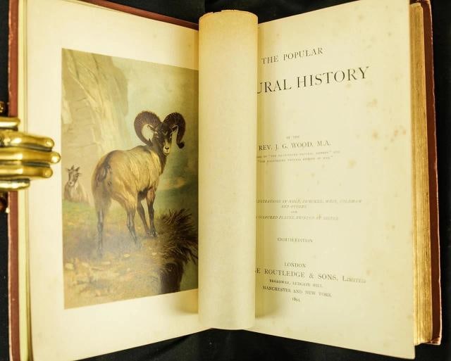 Rev J G Wood / The Popular Natural History 1894 - 7