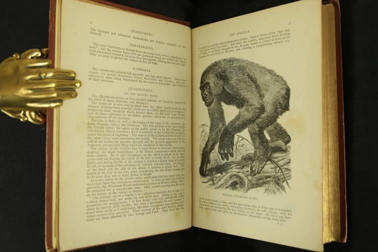 Rev J G Wood / The Popular Natural History 1894 - 8