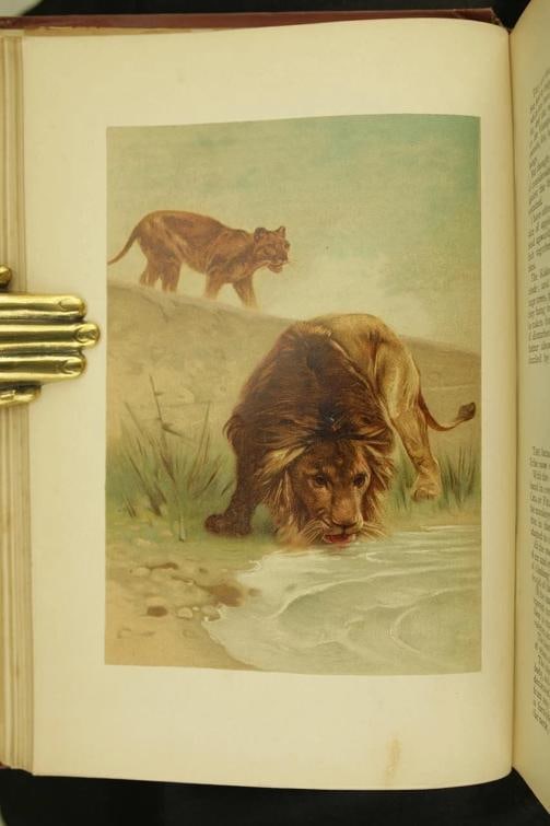 Rev J G Wood / The Popular Natural History 1894 - 9