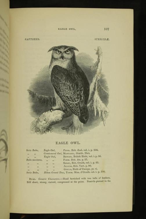 William Yarrell / A History of British Birds 1st Edition 1843 - 11