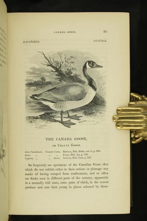 William Yarrell / A History of British Birds 1st Edition 1843 - 17