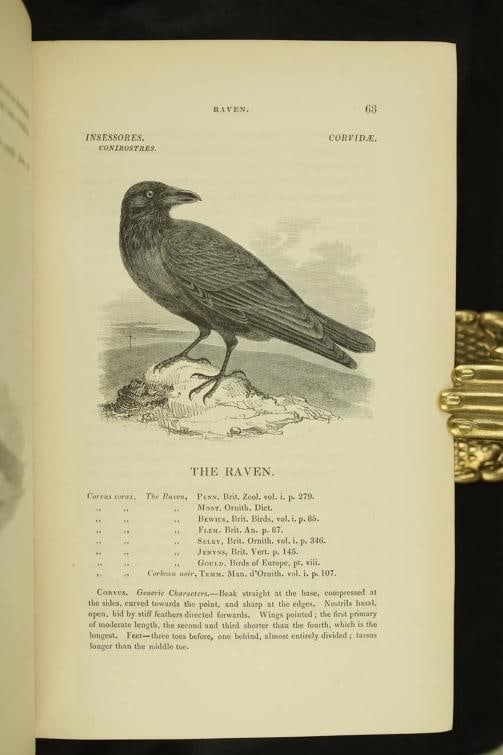 William Yarrell / A History of British Birds 1st Edition 1843 - 20