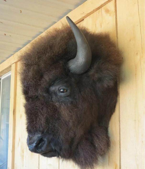 Real Buffalo / Bison Head Taxidermy Mount New Neck Mount - 2