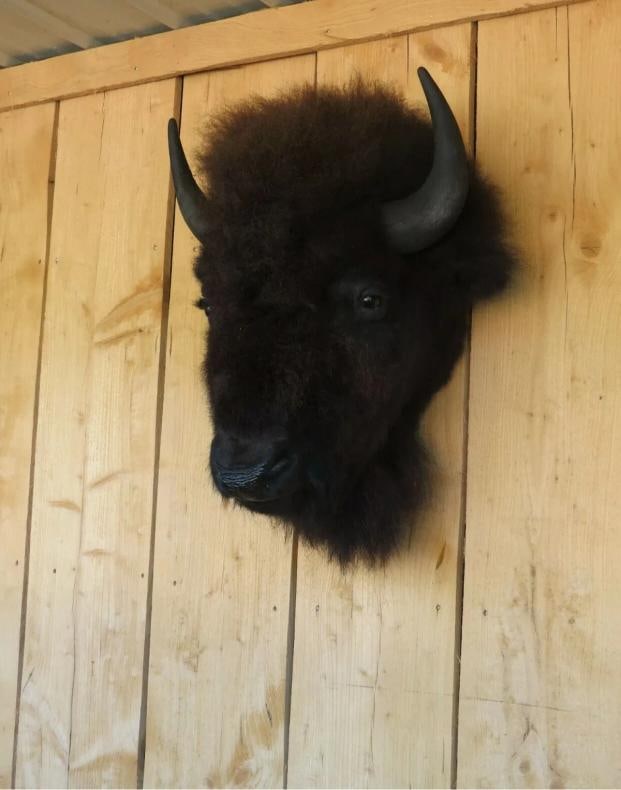Real Buffalo / Bison Head Taxidermy Mount New Neck Mount - 3