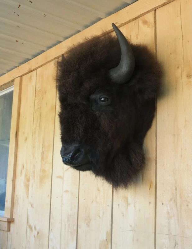 Real Buffalo / Bison Head Taxidermy Mount New Neck Mount - 4