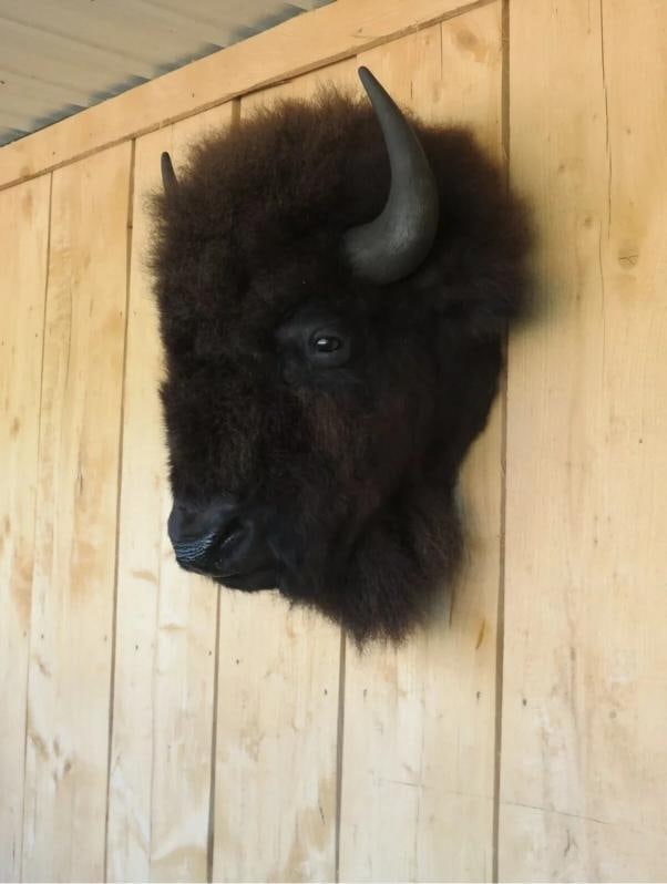 Real Buffalo / Bison Head Taxidermy Mount New Neck Mount - 5