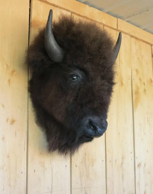 Real Buffalo / Bison Head Taxidermy Mount New Neck Mount - 6