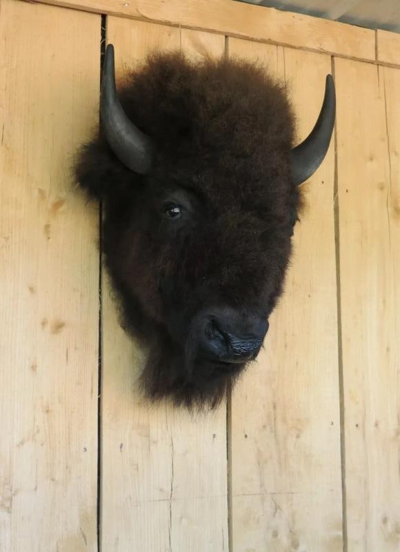 Real Buffalo / Bison Head Taxidermy Mount New Neck Mount - 7