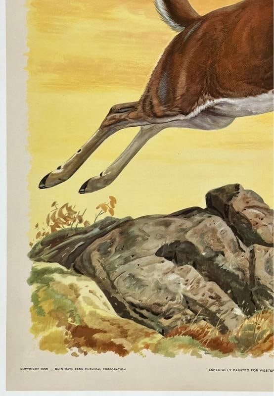 Original Vintage Poster WESTERN WINCHESTER DEER Buck Hunting Shooting Rifle OL - 4