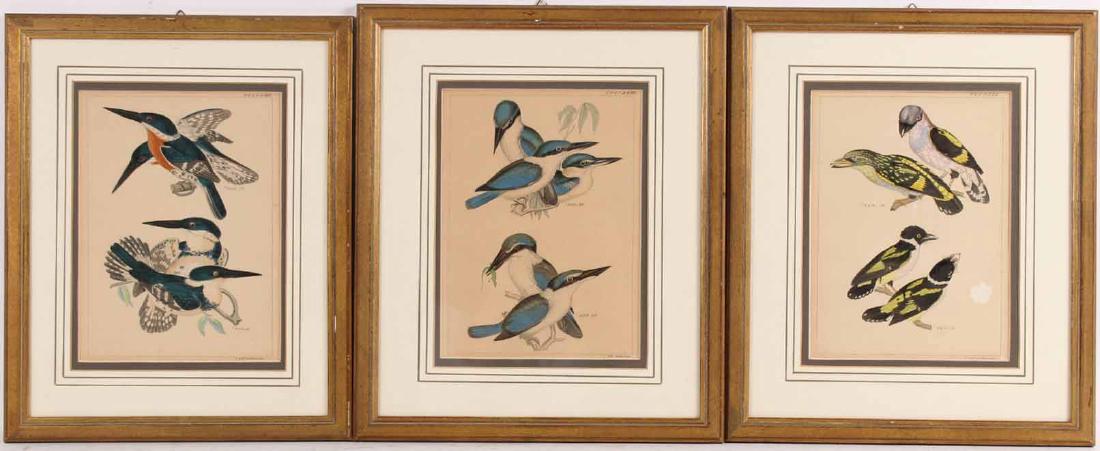 Three Hand Colored Ornithological Prints (1 of 8)