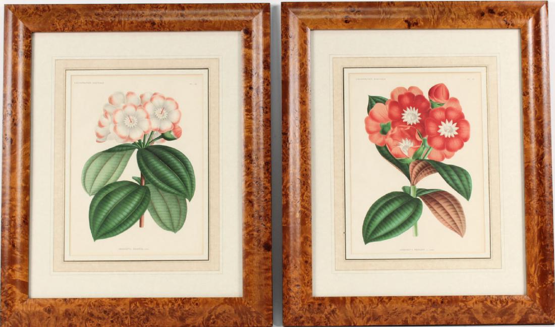 Two Botanical Prints (1 of 9)
