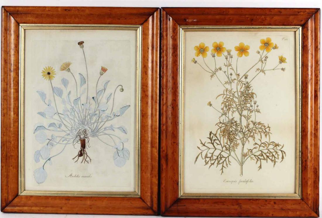 Two Hand Colored Botanical Engravings (1 of 7)