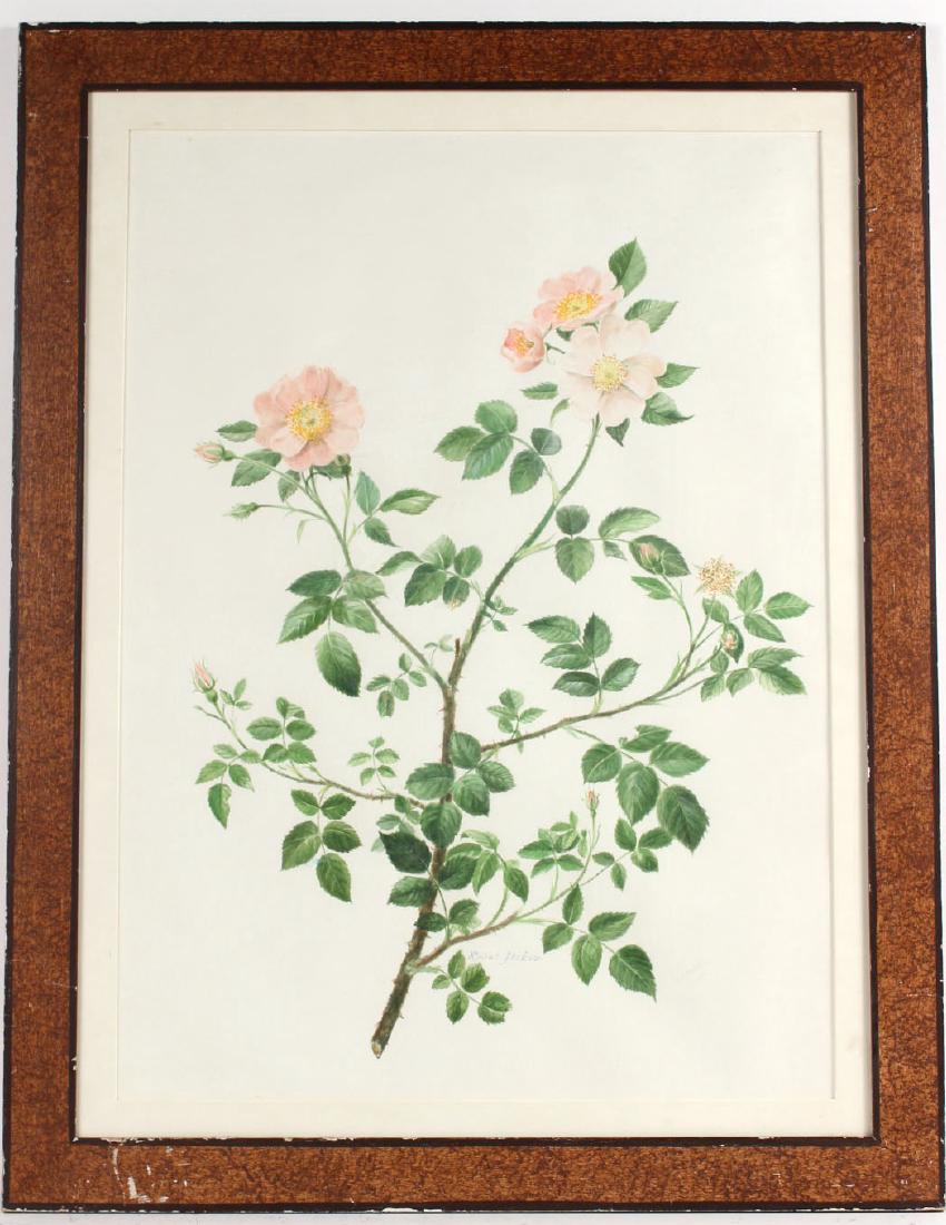 Watercolor of a Rose Tree Branch, Robert Jackson (1 of 4)