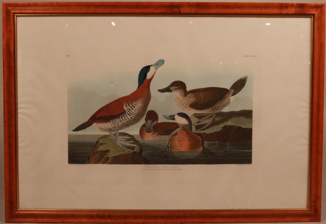 Lithograph, "Ruddy Duck," J.J. Audubon (1 of 8)