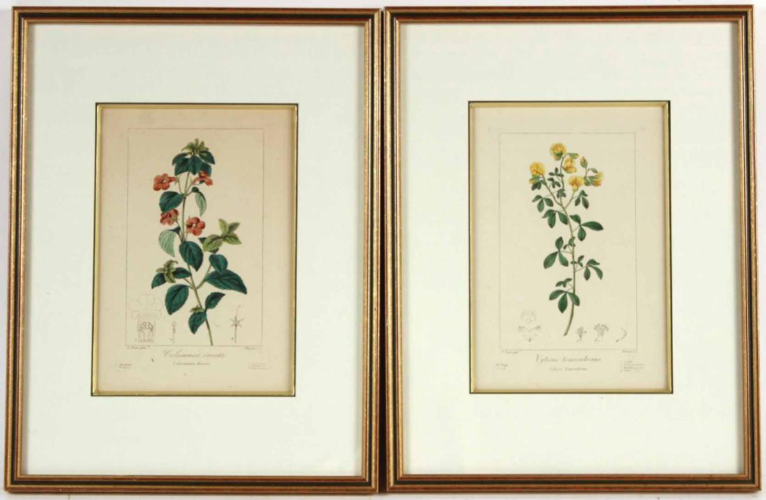 Two French Botanical Prints (1 of 6)