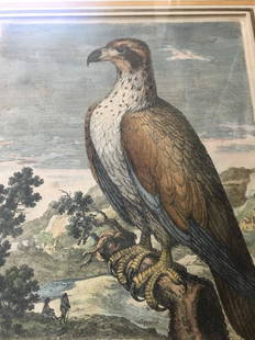 TWO HAND COLORED BIRD ENGRAVINGS: After Nicolas Robert (France, 1614-1685) Frame size:15"h x 13"w