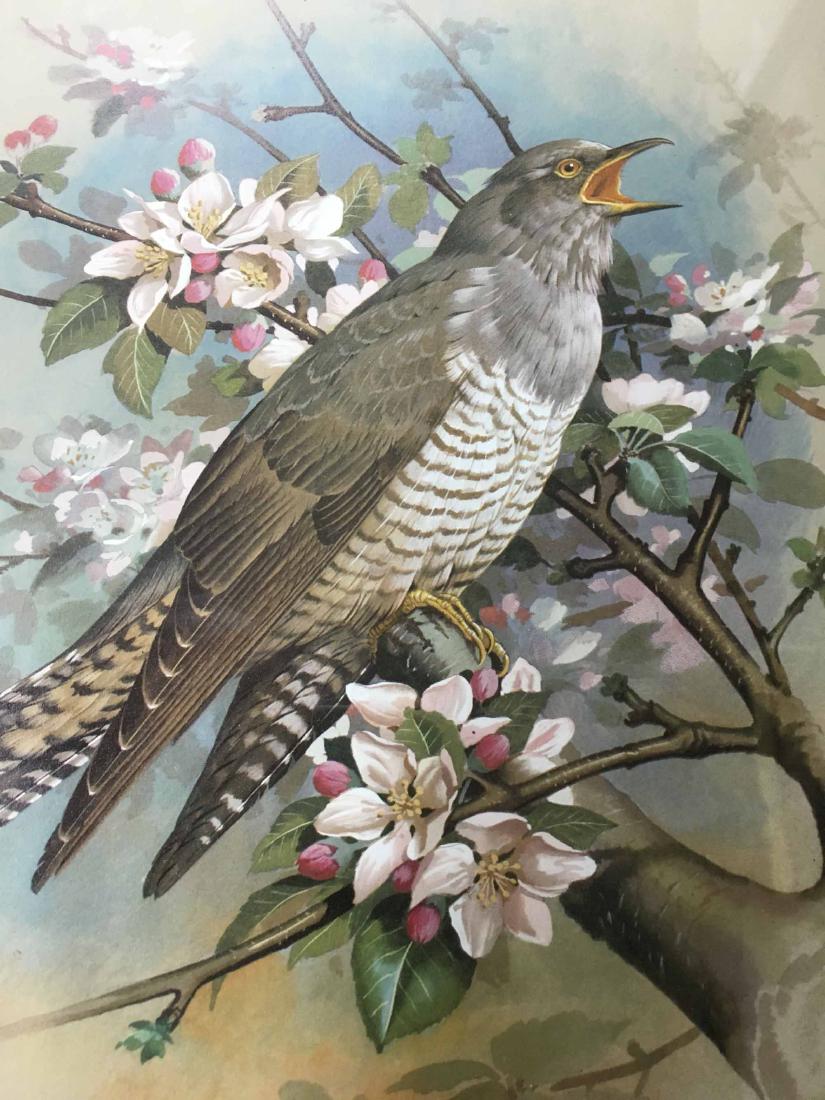 THREE COLOR BIRD PRINTS, BASIL RASHLEY EDE (1 of 4)