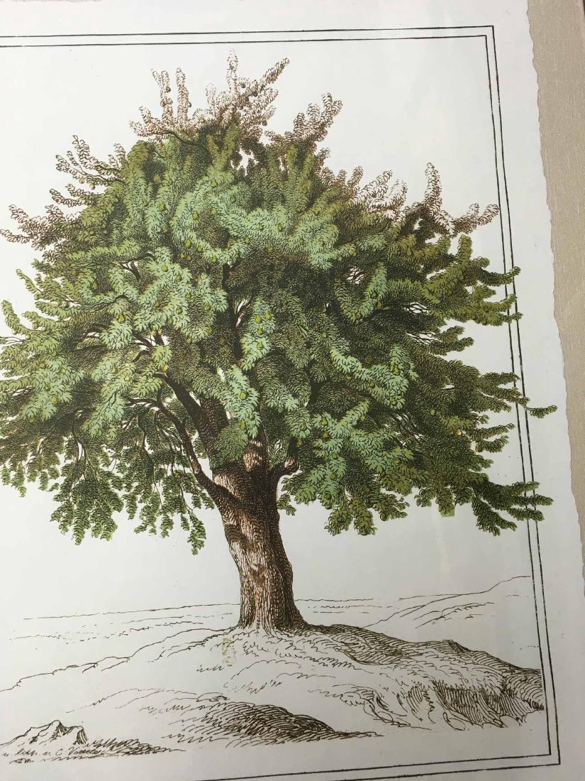 TWO FRENCH COLOR LITHOGRAPHS, TREES (1 of 4)