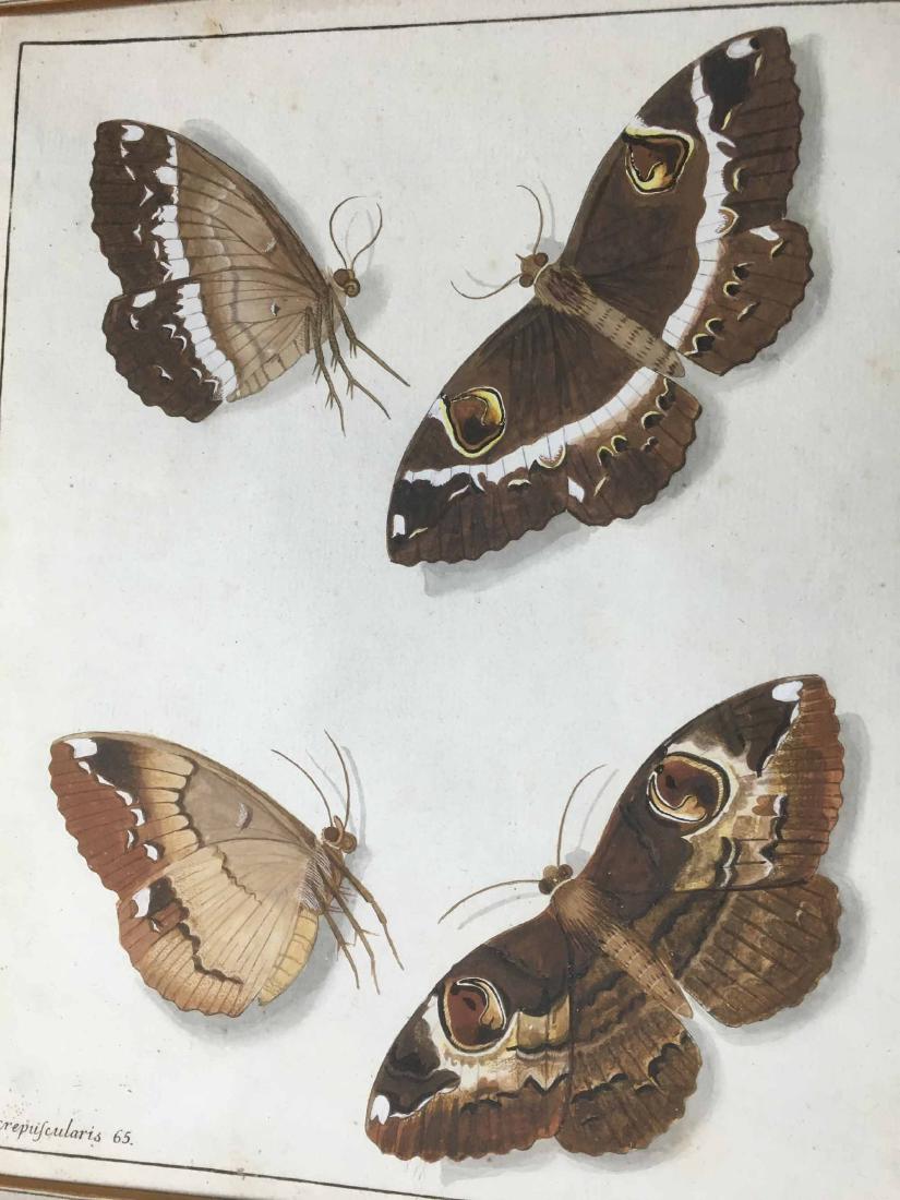 TWO BOTANICAL COLOR PRINTS (1 of 7)