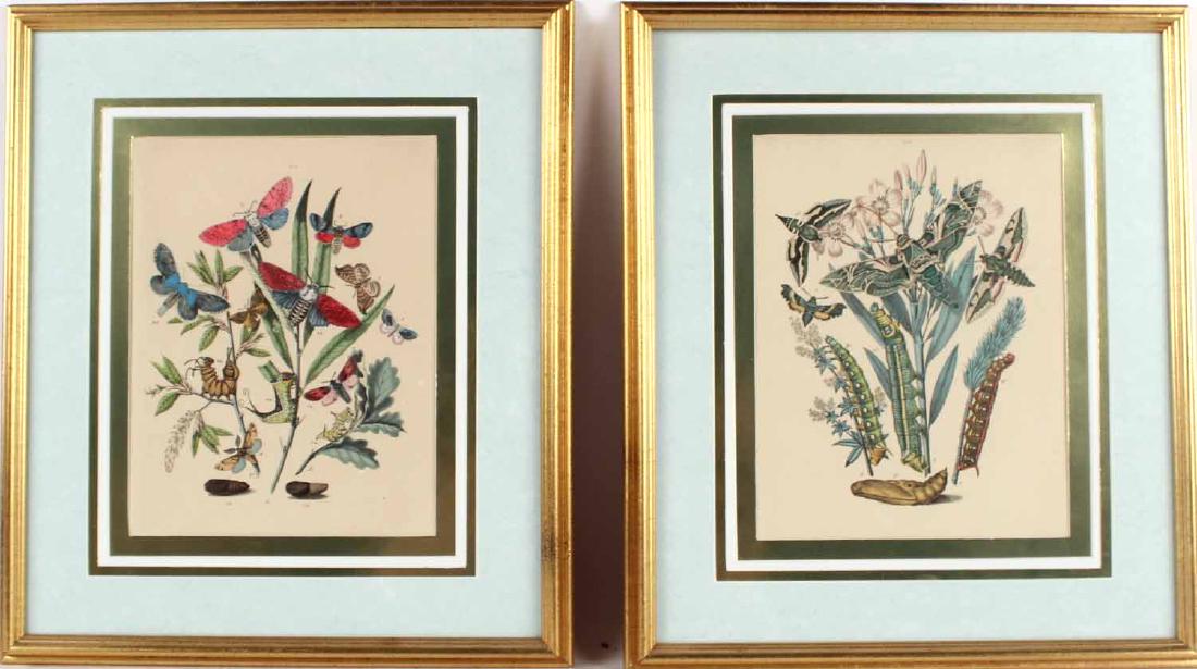 Two Botanical Insect Prints (1 of 8)