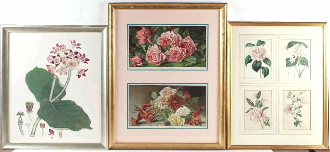 Three Botanical Prints (1 of 9)