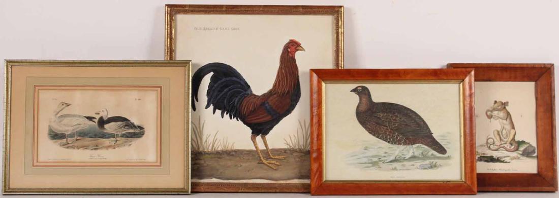 Lithograph, "Snow Goose" J.J. Audubon (1 of 6)